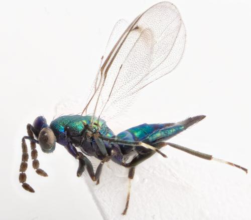 Sympiesis sp.